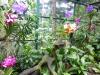 National orchid garden